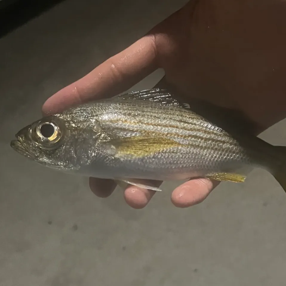 The most recent Californian salema catches on Fishbrain