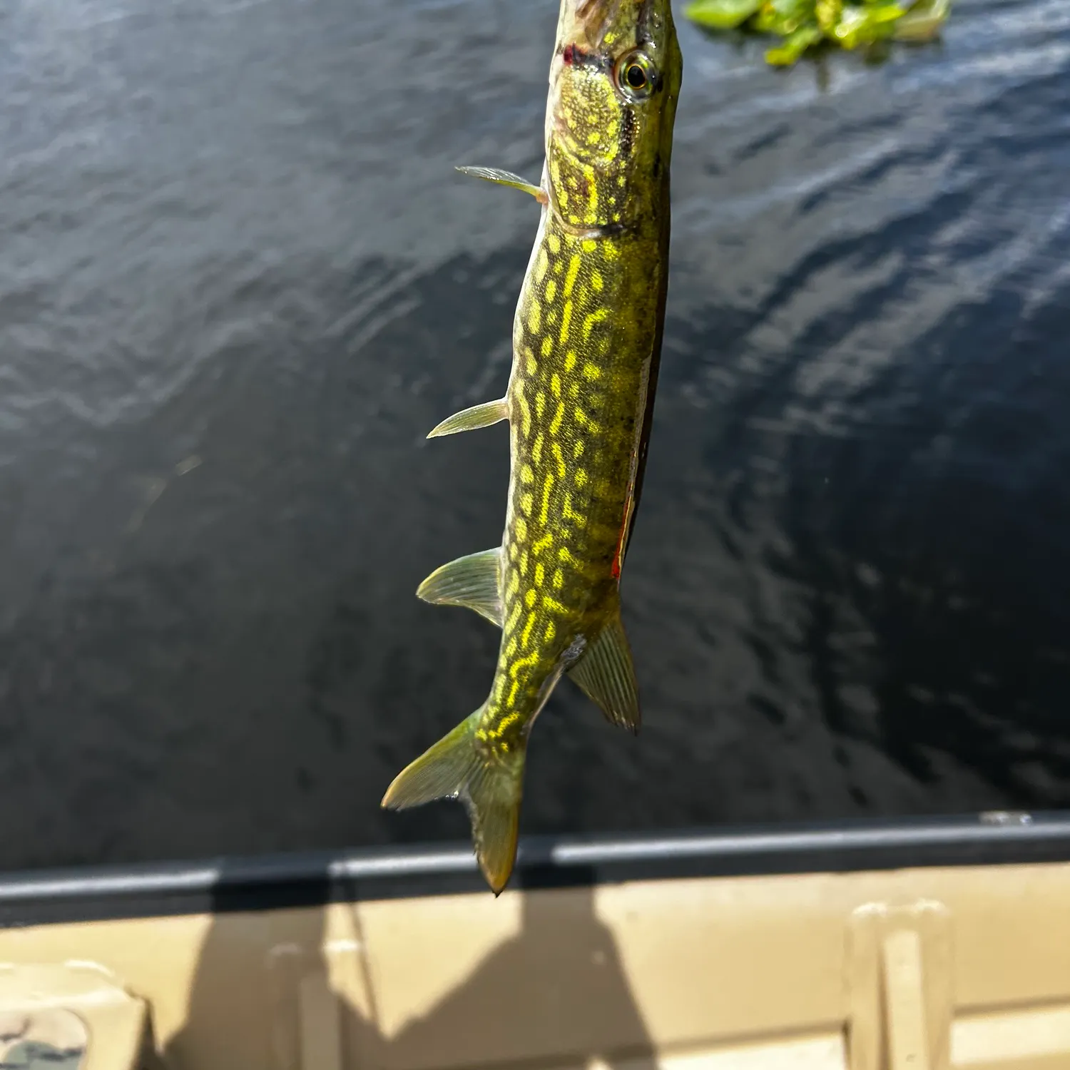 The most recent Grass pickerel catches on Fishbrain