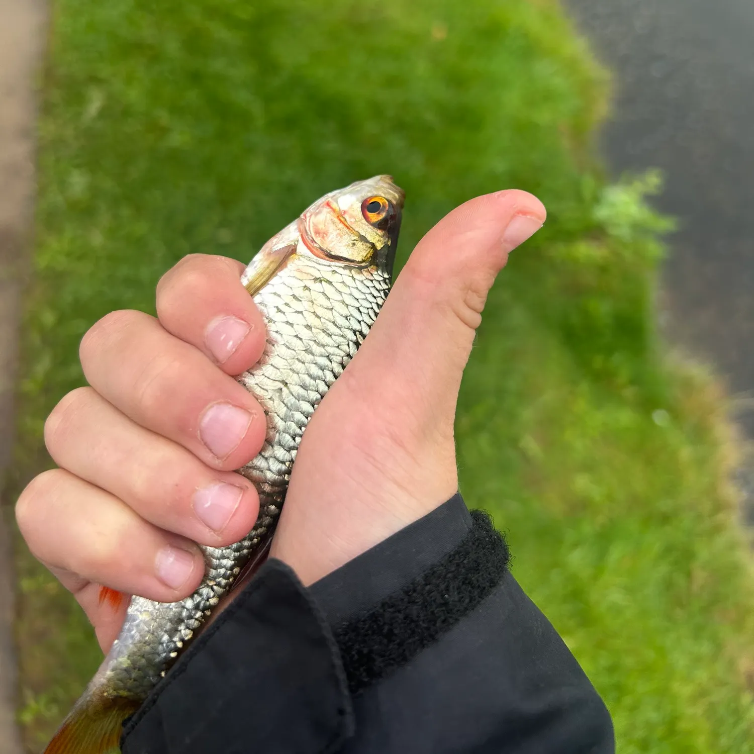 Common roach caught on Fishbrain