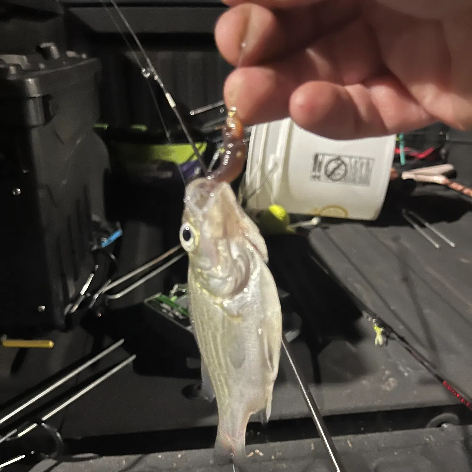 White perch caught on Fishbrain
