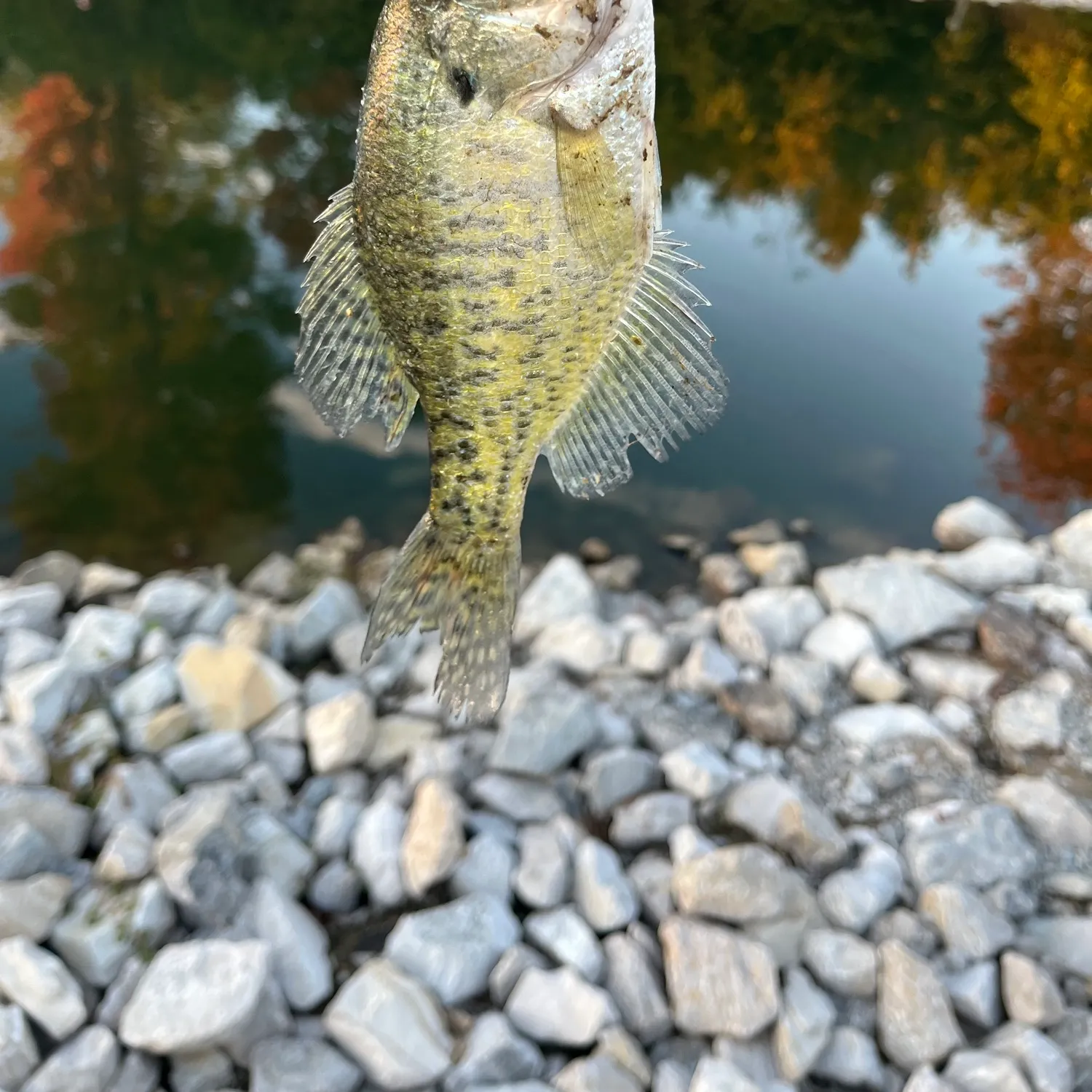 White crappie caught on Fishbrain