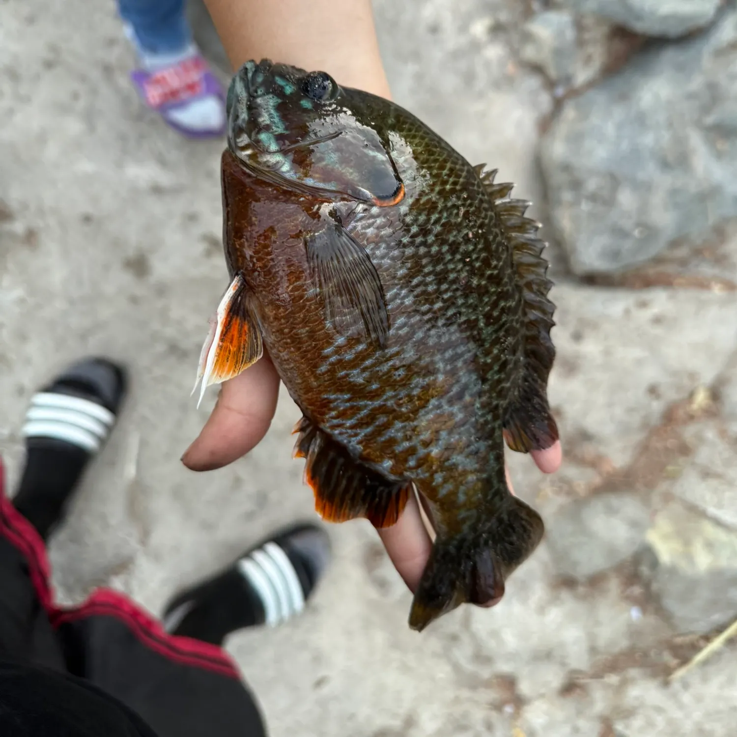 catch