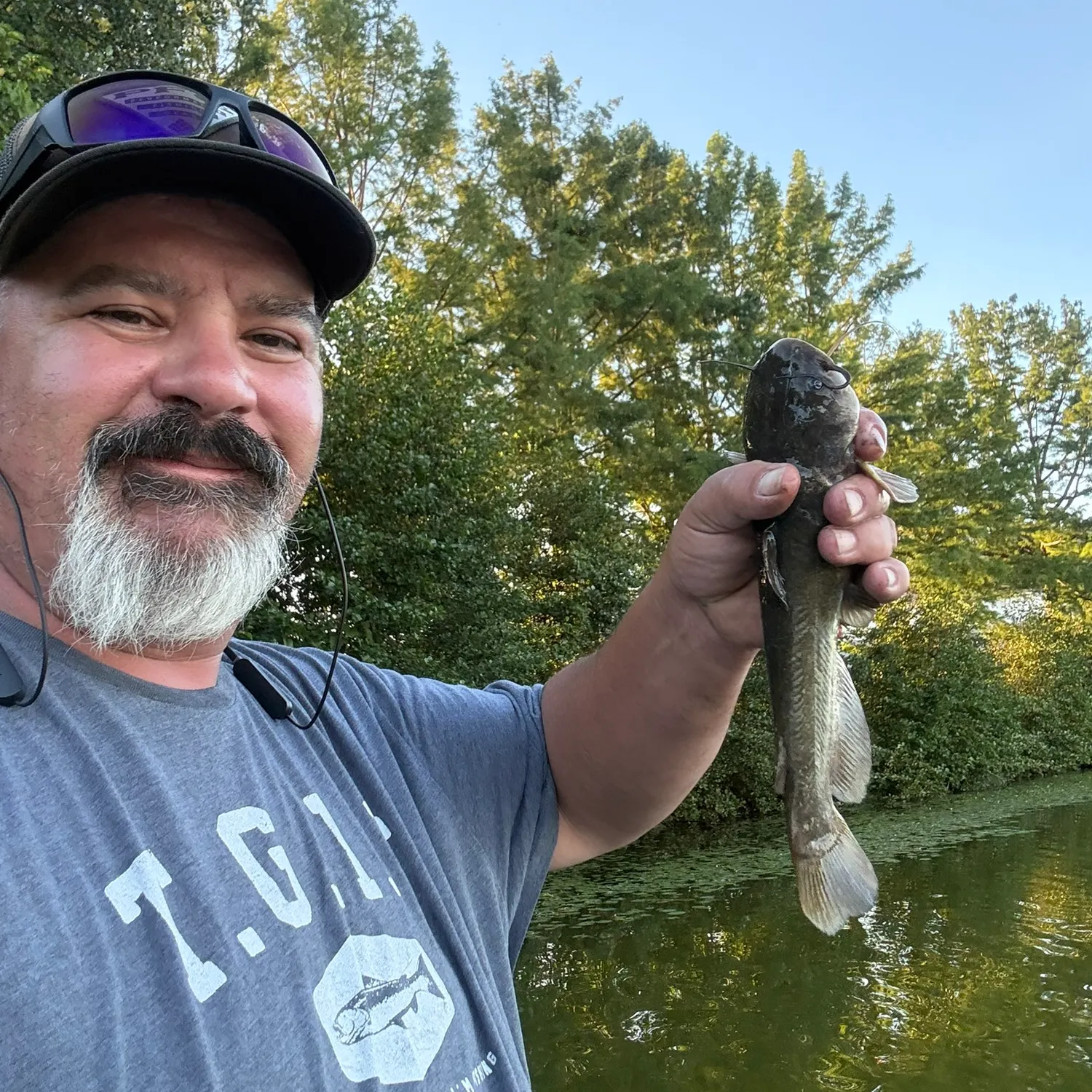 White bullhead caught on Fishbrain