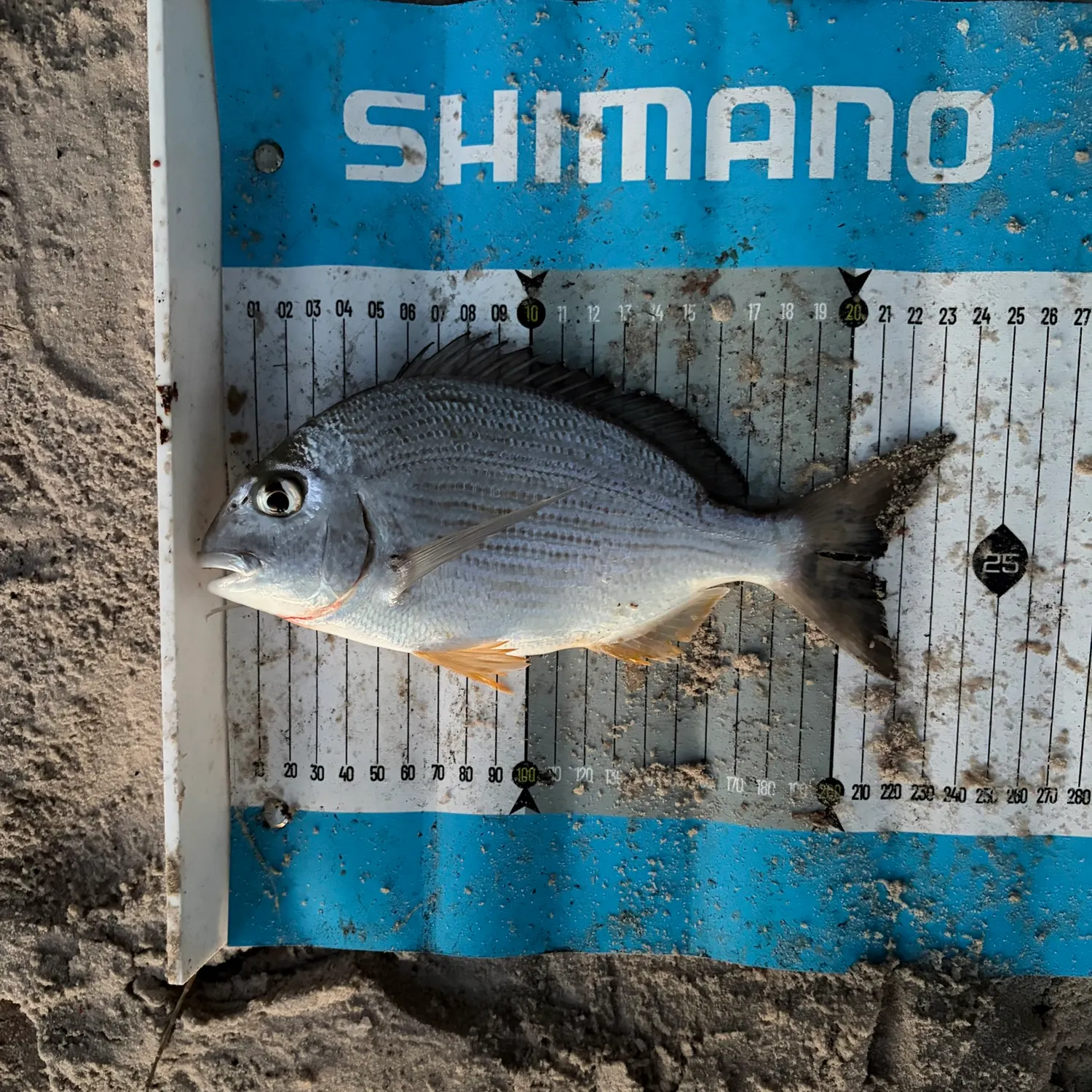 Surf bream caught on Fishbrain