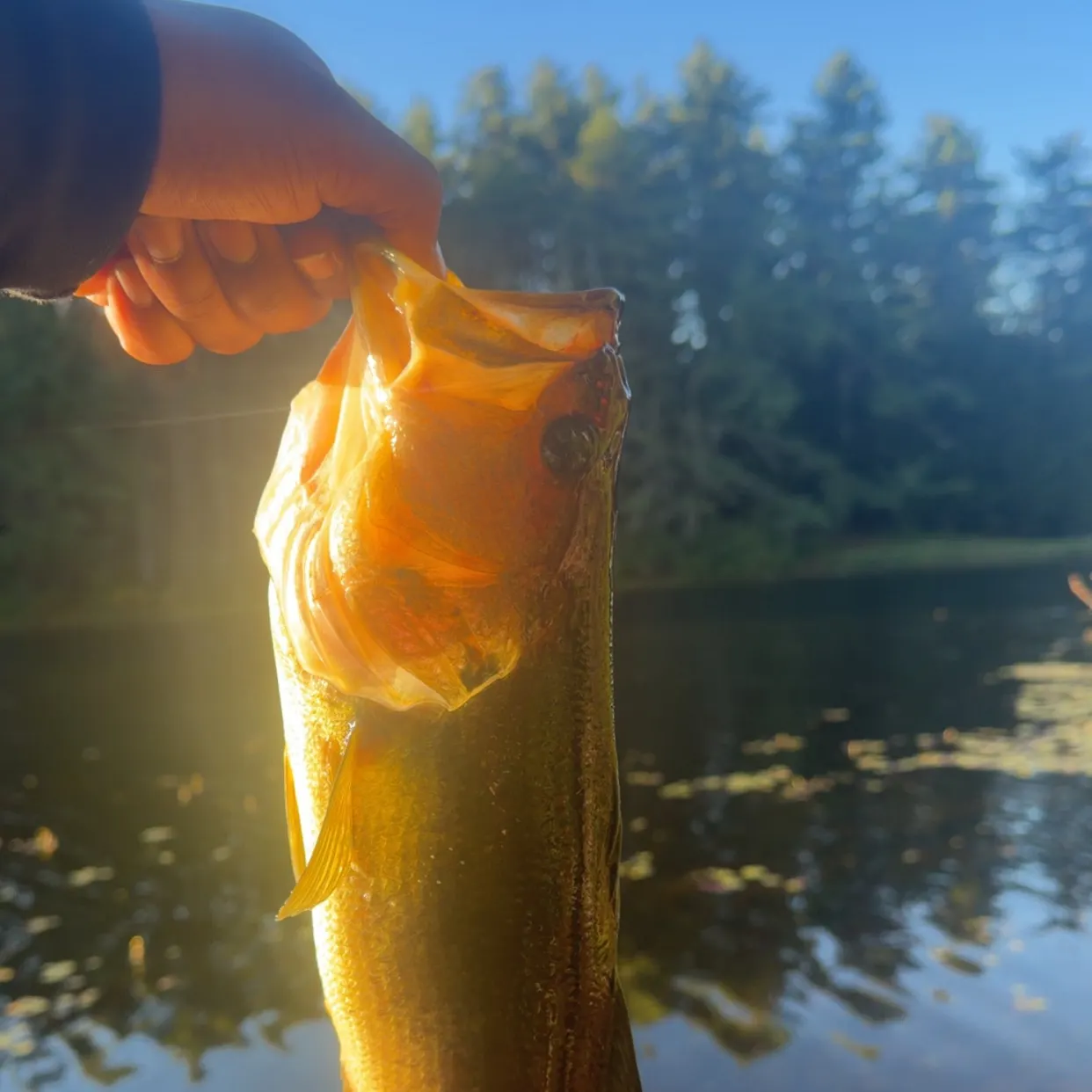 Largemouth bass caught on Fishbrain