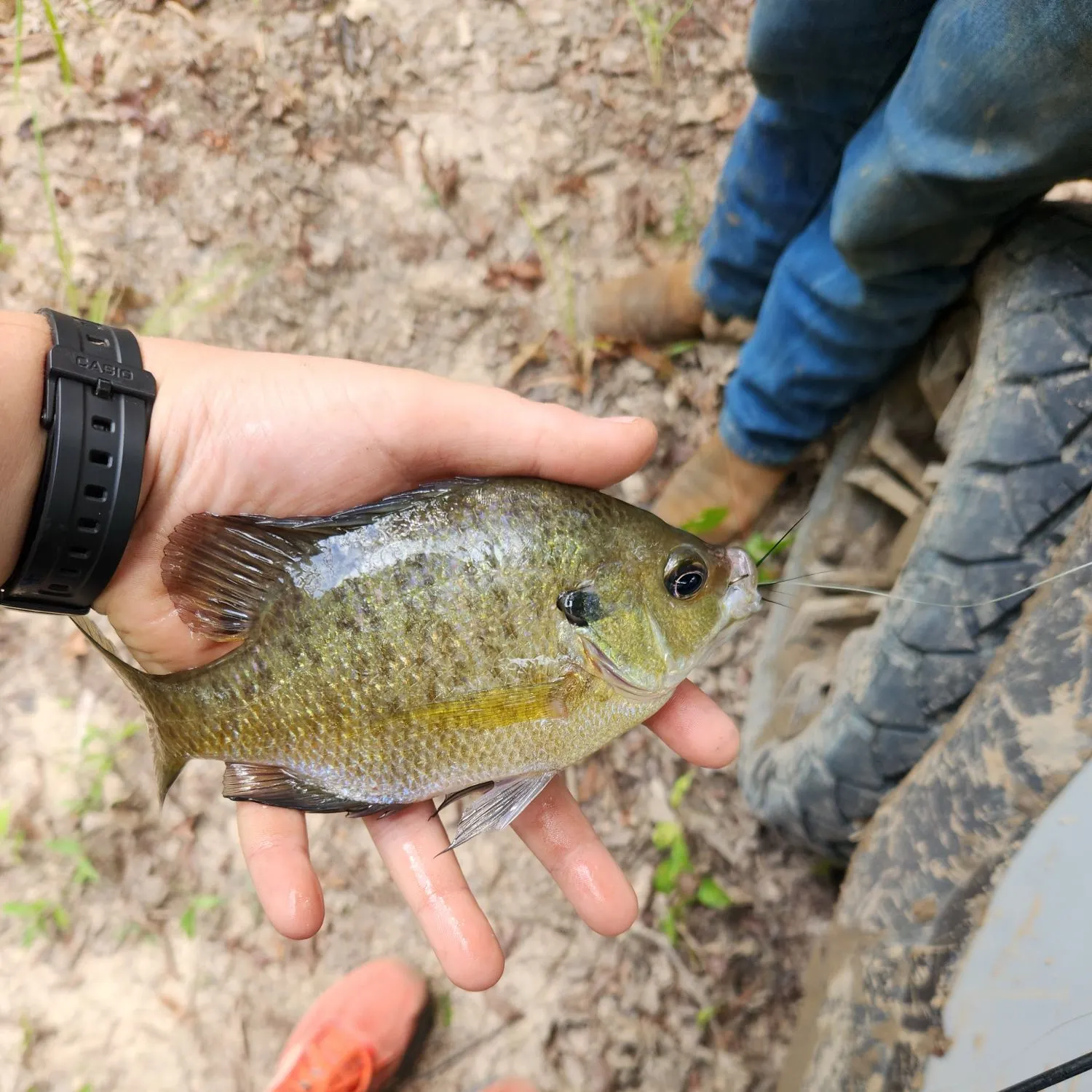Bluegill caught on Fishbrain