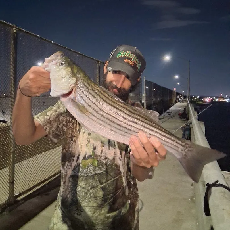 Striped bass caught on Fishbrain