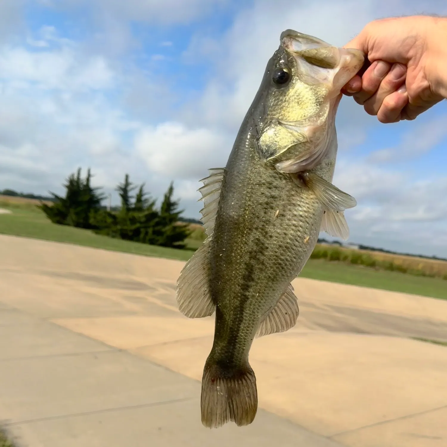 Largemouth bass caught on Fishbrain