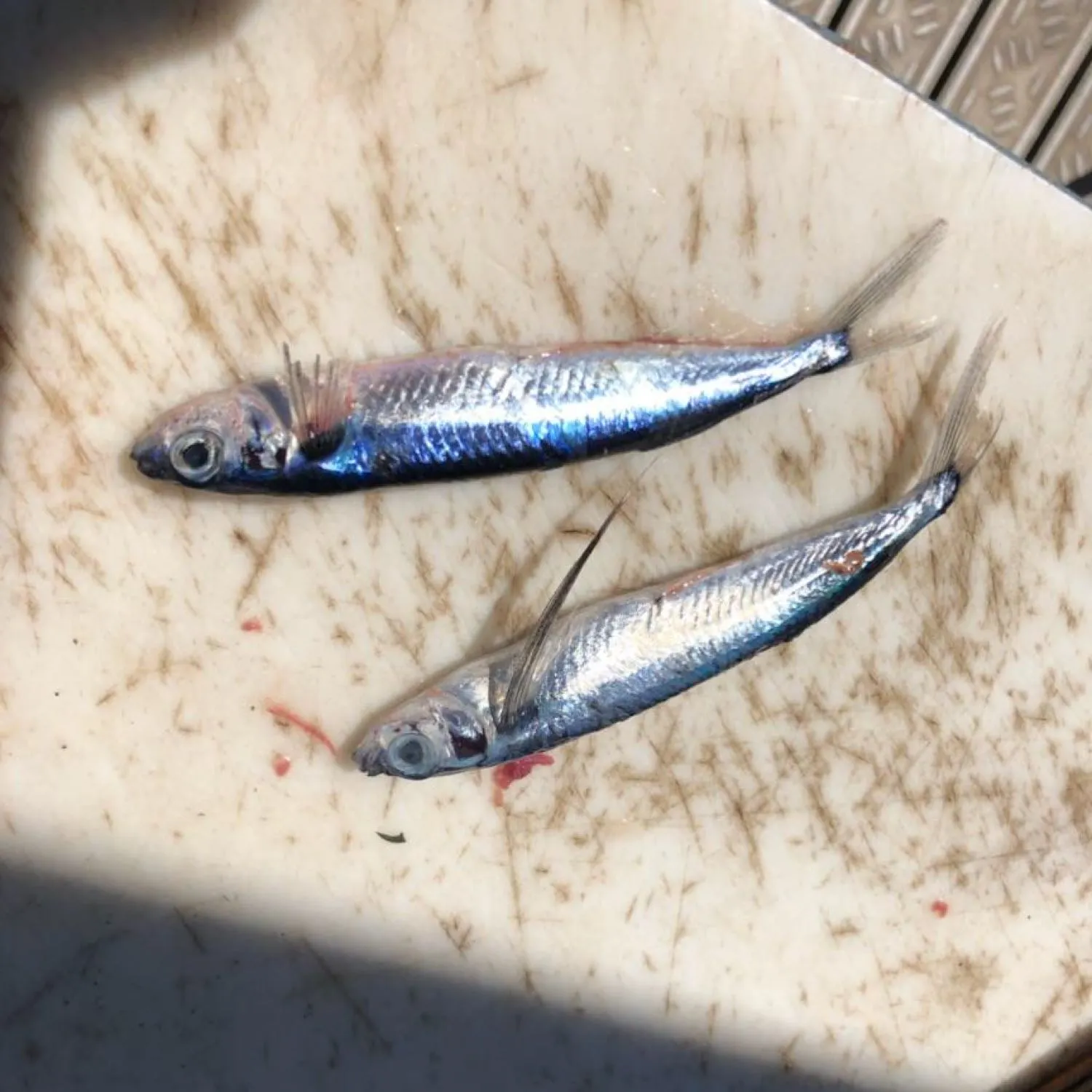 The most recent Limpid-wing flyingfish catches on Fishbrain