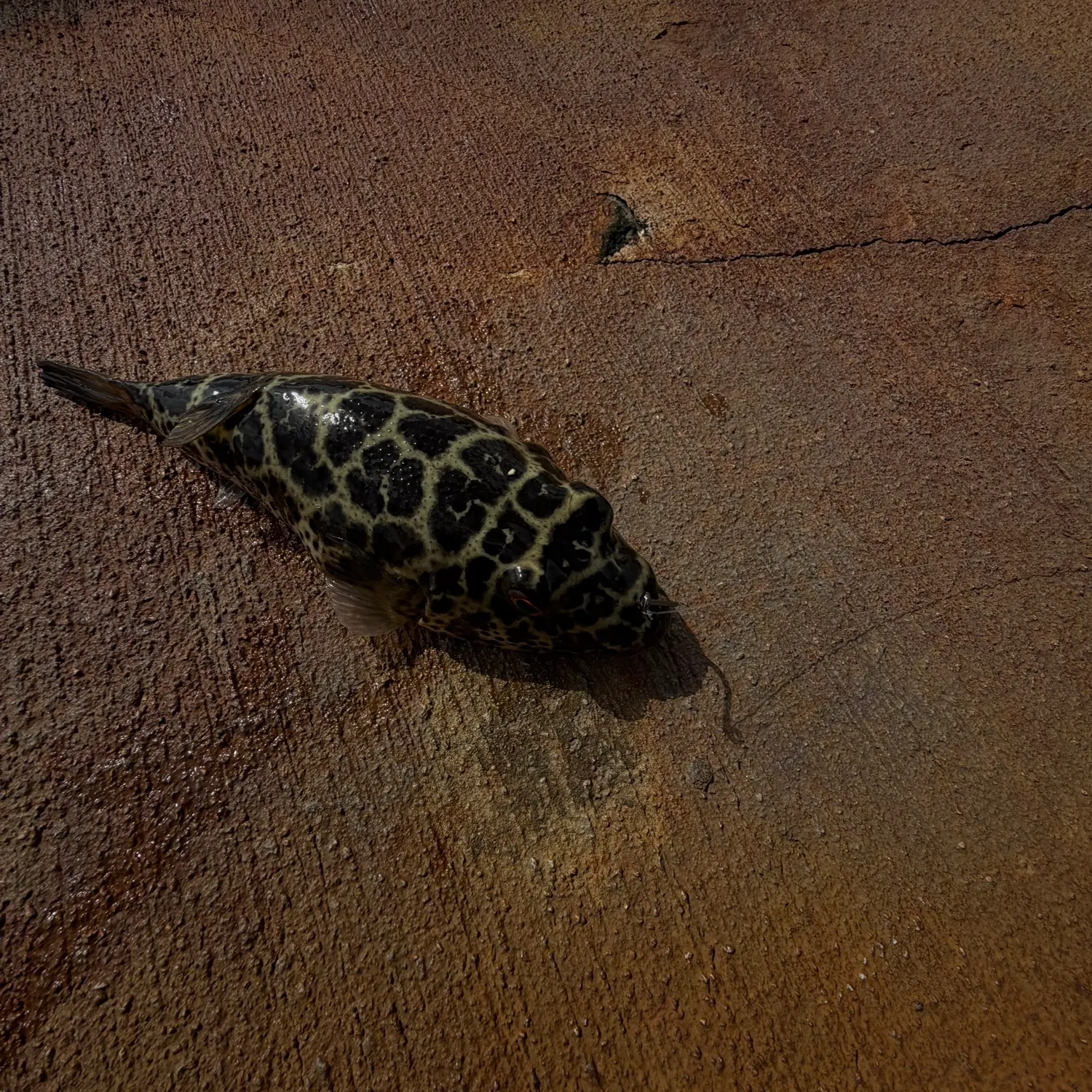 The most recent Checkered puffer catches on Fishbrain