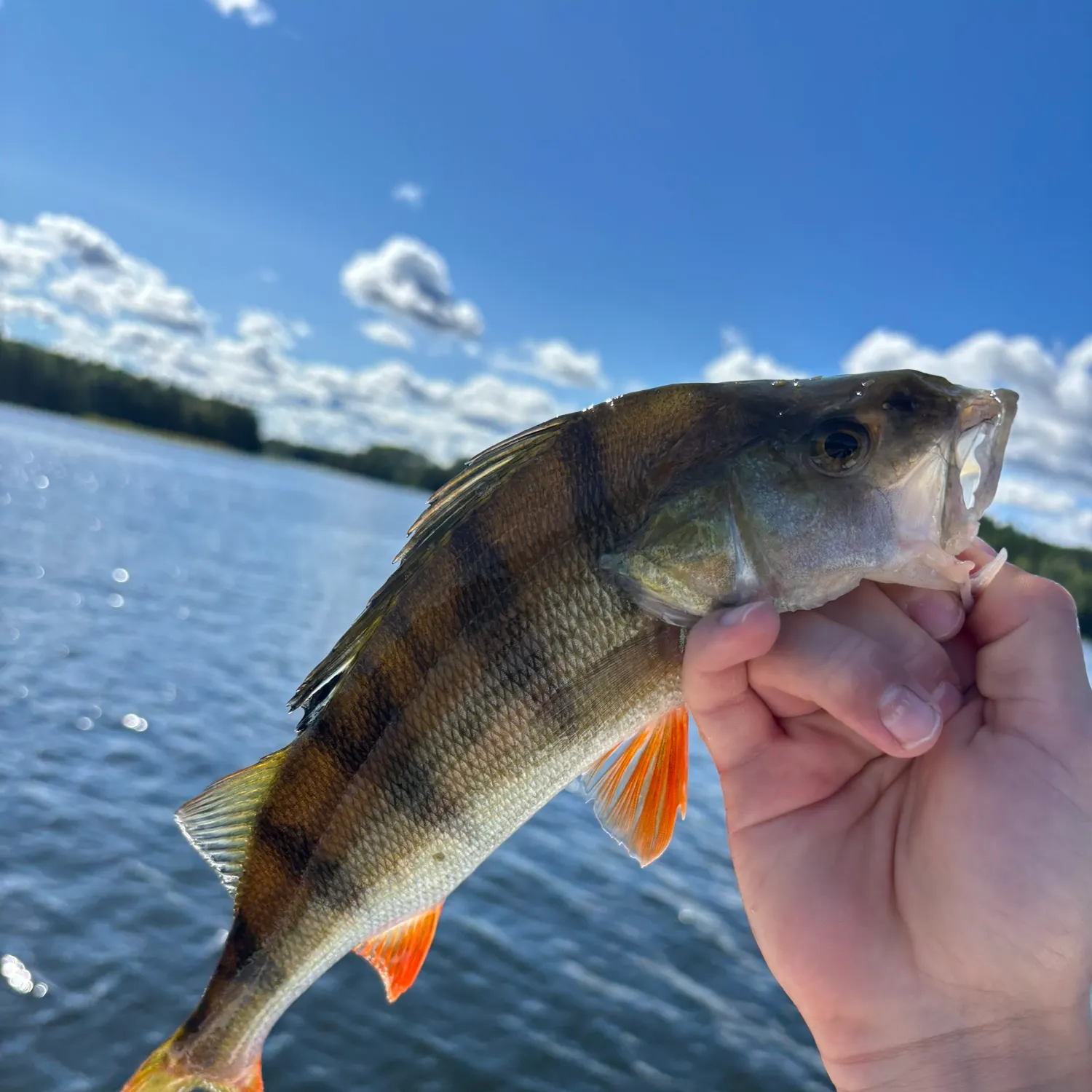 European perch caught on Fishbrain