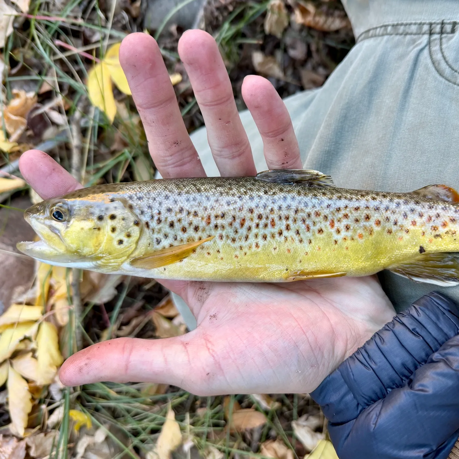 Brown trout caught on Fishbrain