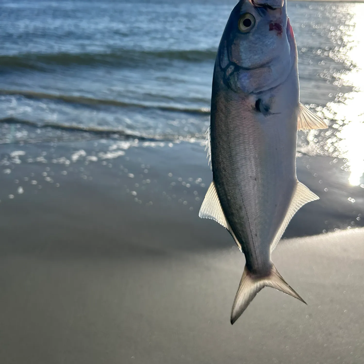 Bluefish caught on Fishbrain