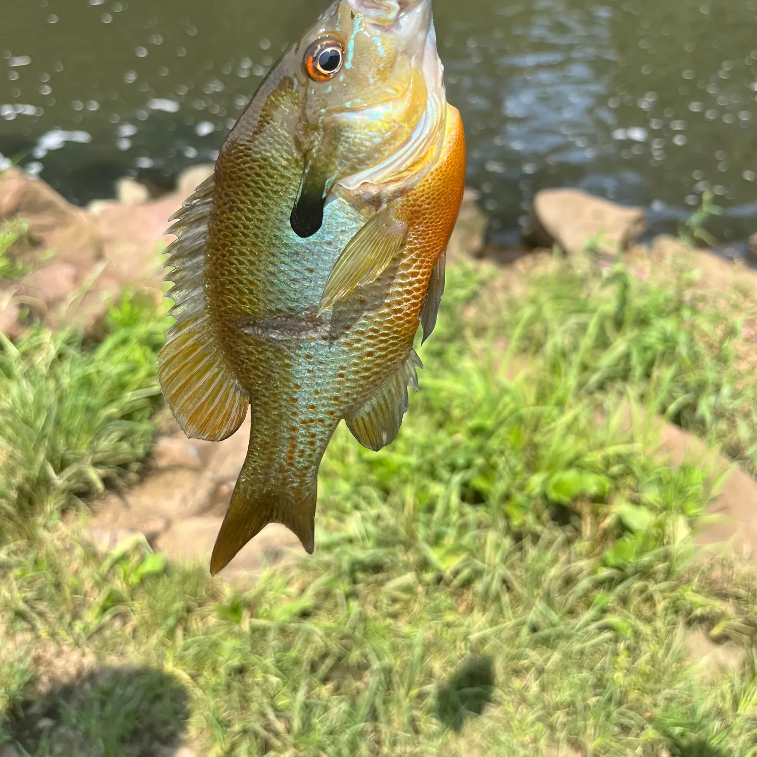 Redbreast sunfish caught on Fishbrain