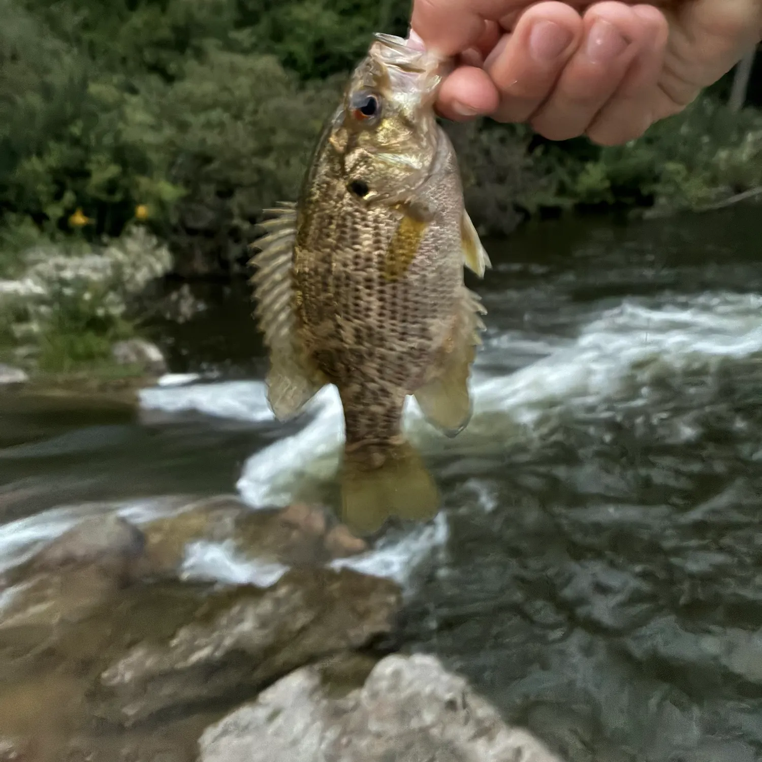 The most recent Shadow bass catches on Fishbrain