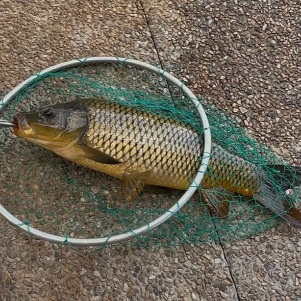 Common carp caught on Fishbrain