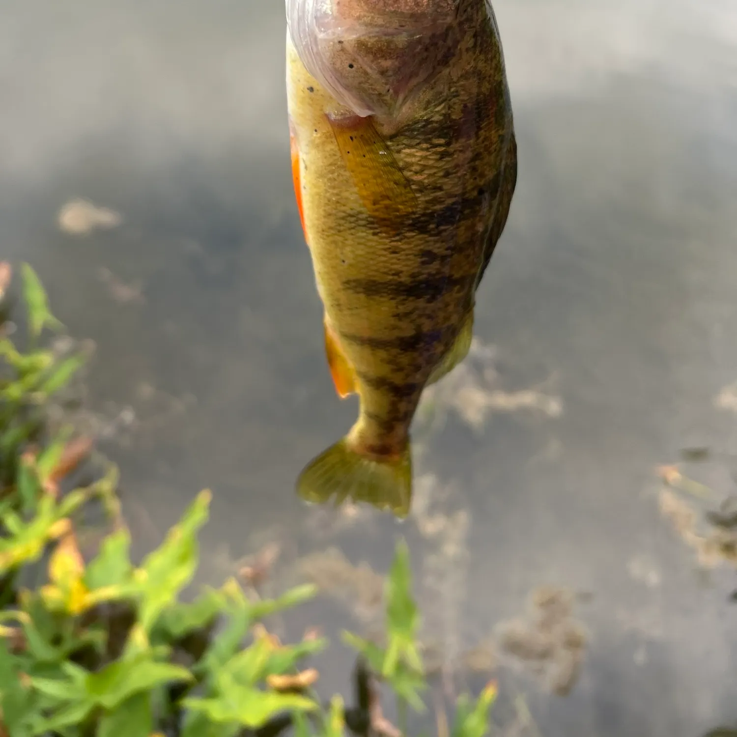 Yellow perch caught on Fishbrain