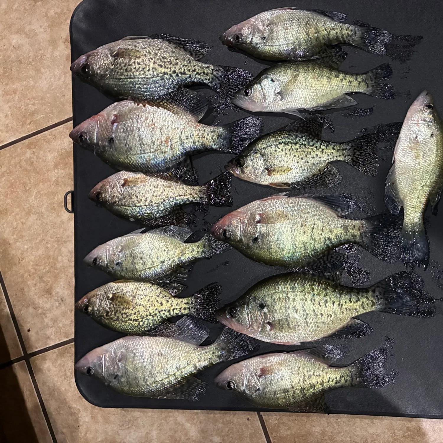 recently logged catches