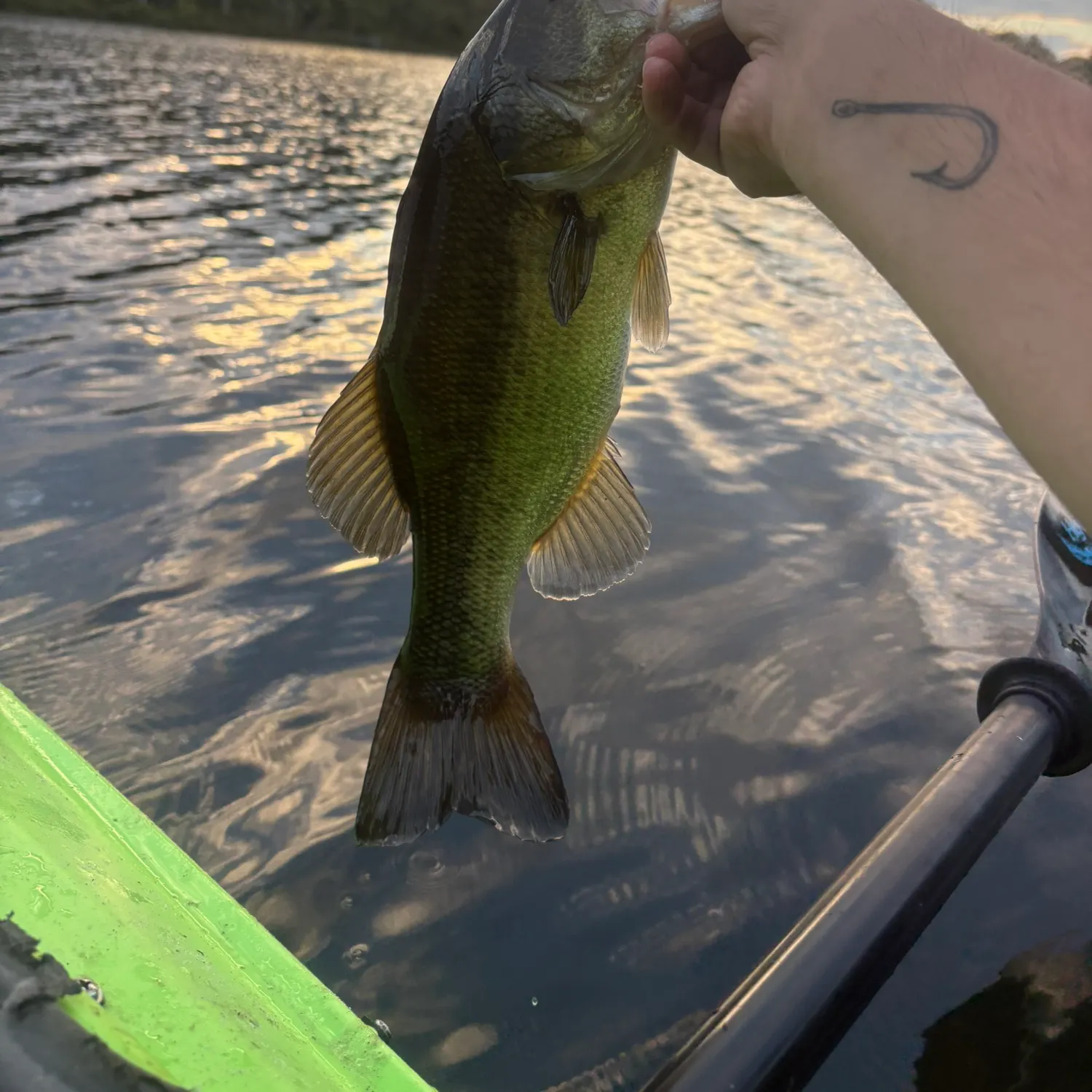 Largemouth bass caught on Fishbrain