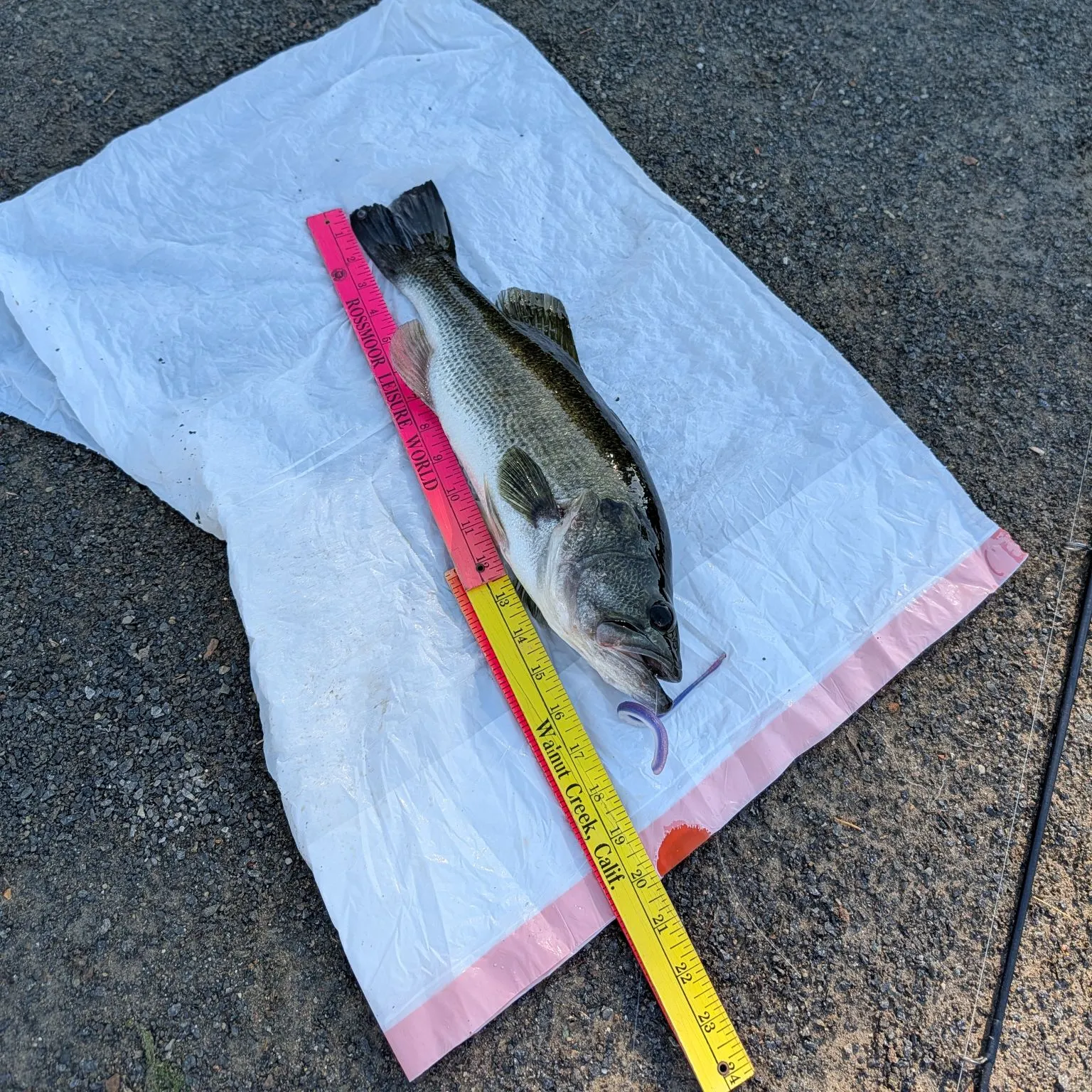 Largemouth bass caught on Fishbrain