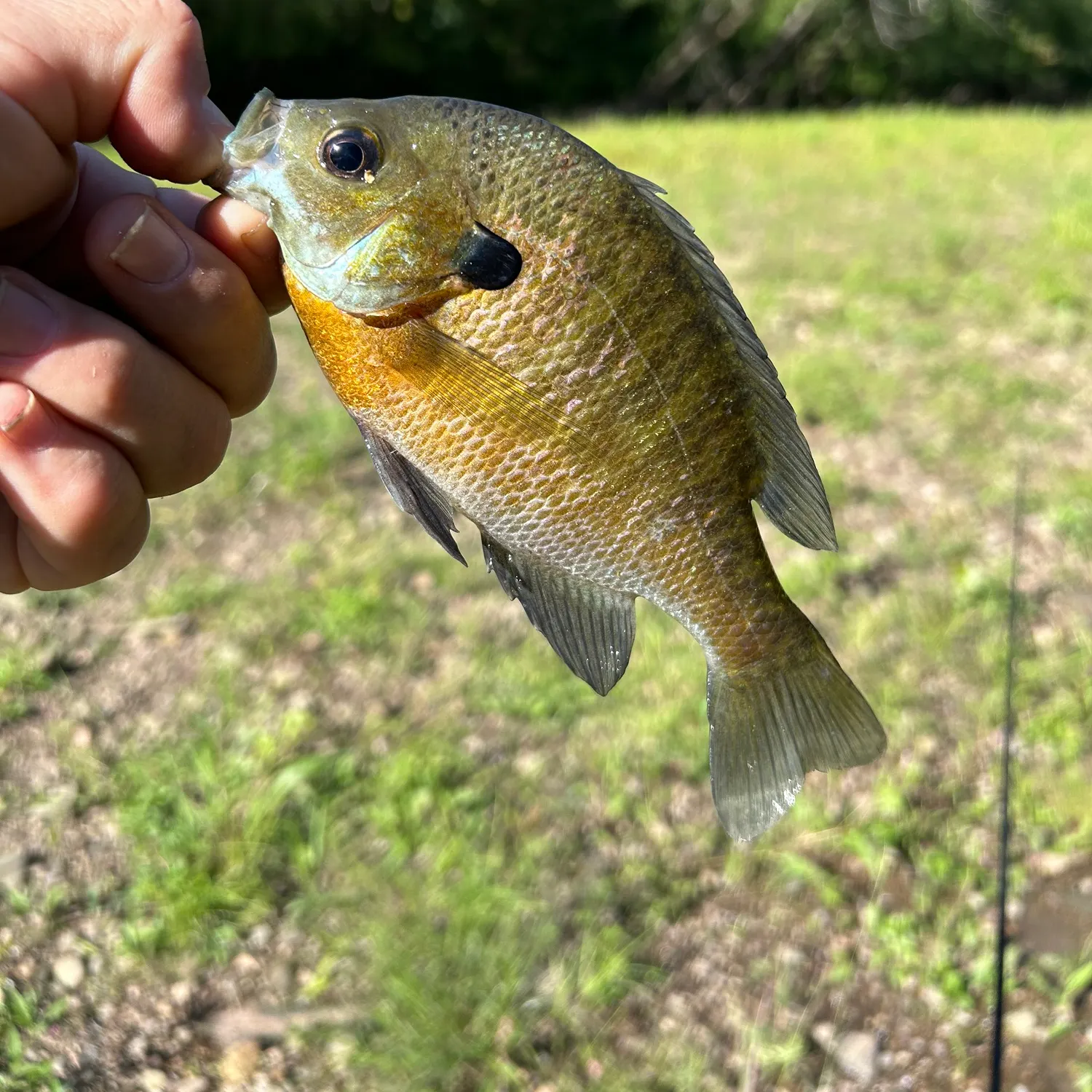 Bluegill caught on Fishbrain