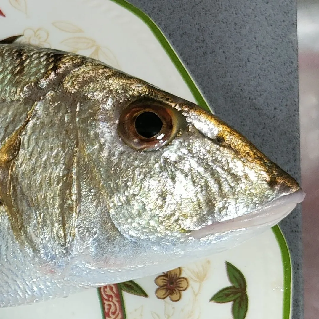 The most recent Striped seabream catches on Fishbrain