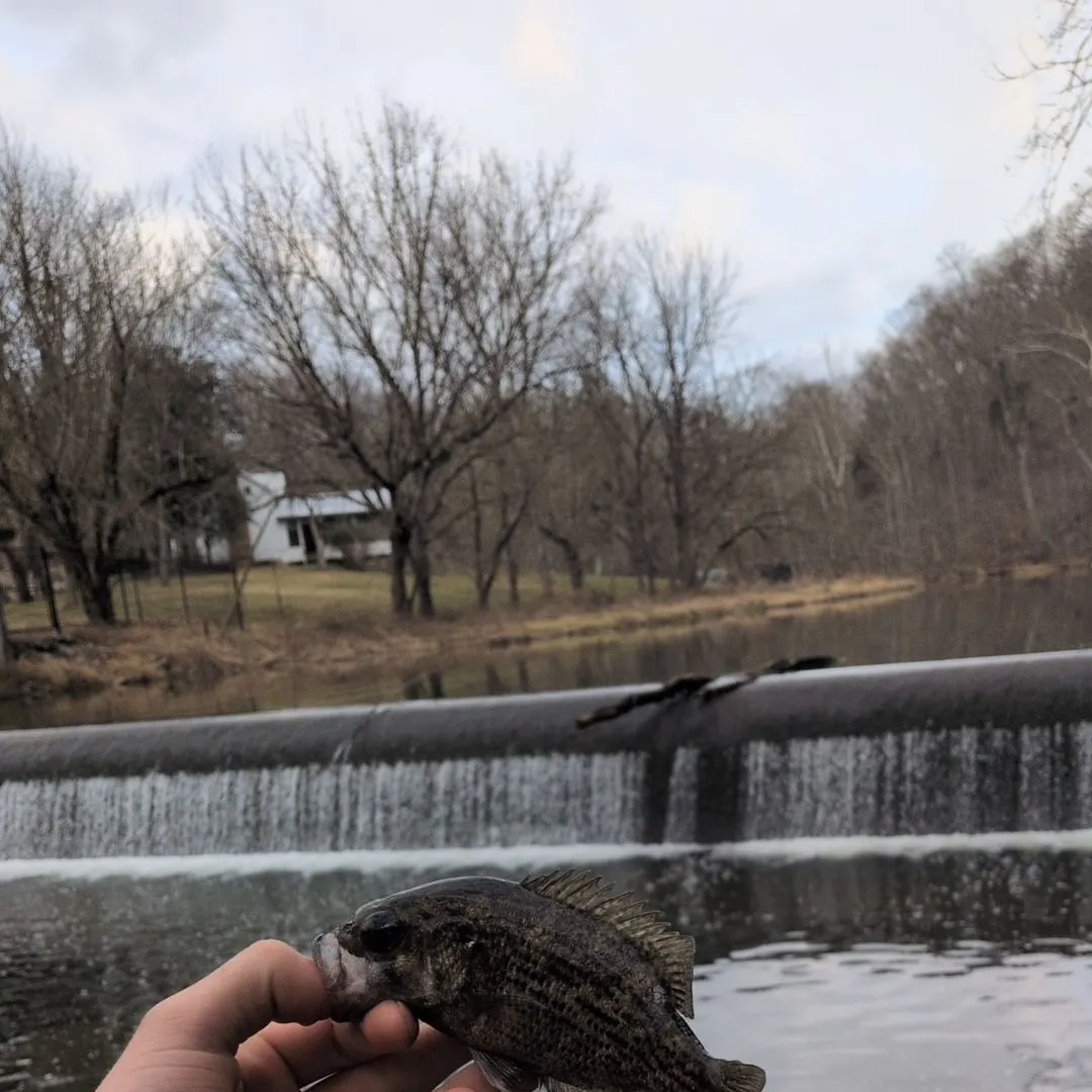 The most recent Rock bass catches on Fishbrain