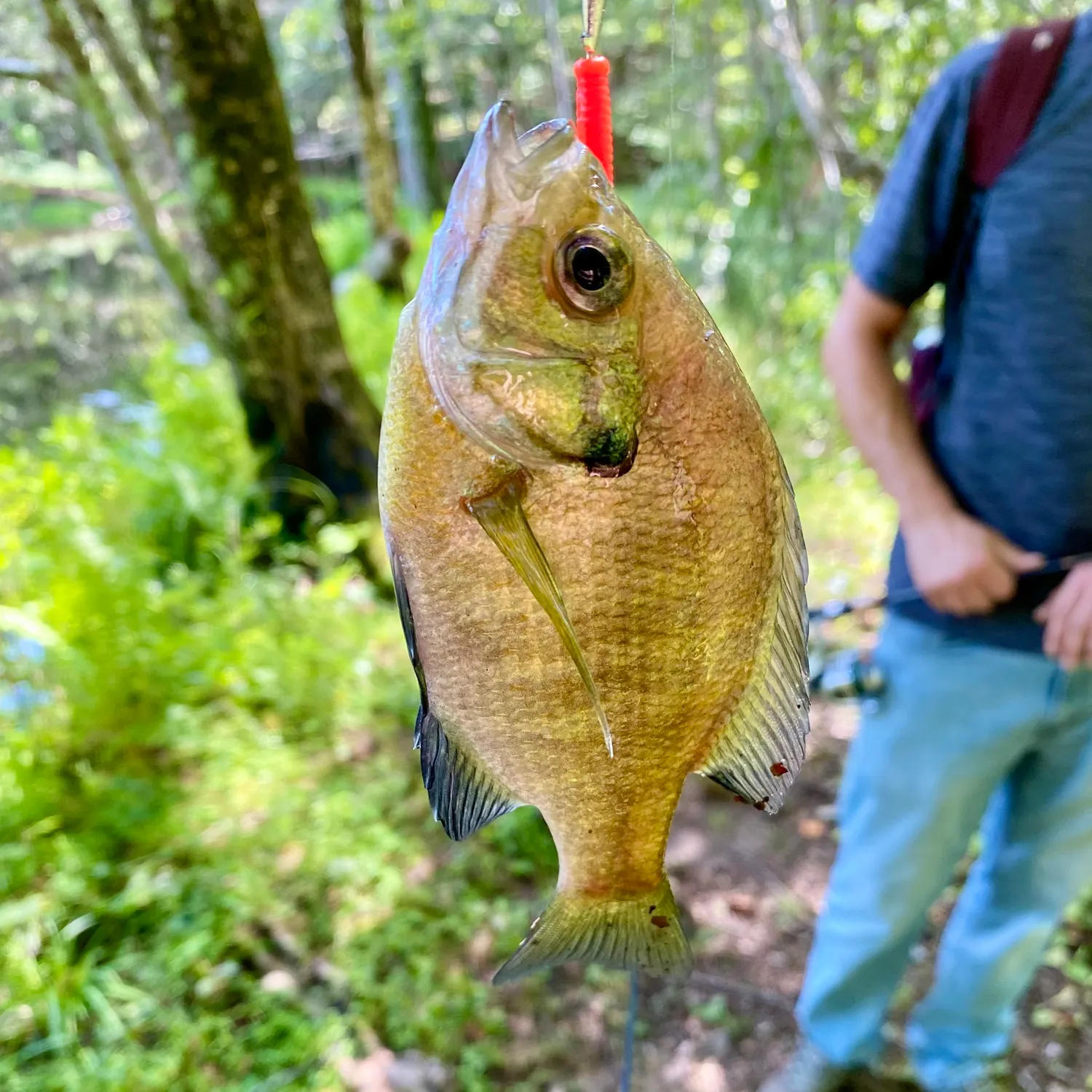 Bluegill caught on Fishbrain