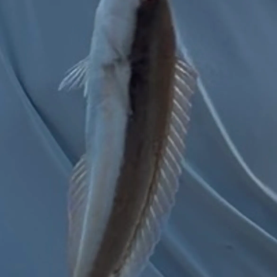 The most recent Mediterranean rainbow wrasse catches on Fishbrain