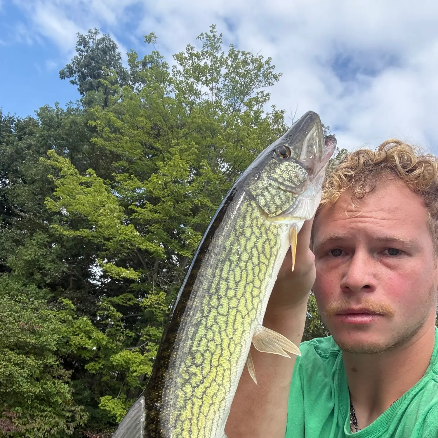 Chain pickerel caught on Fishbrain
