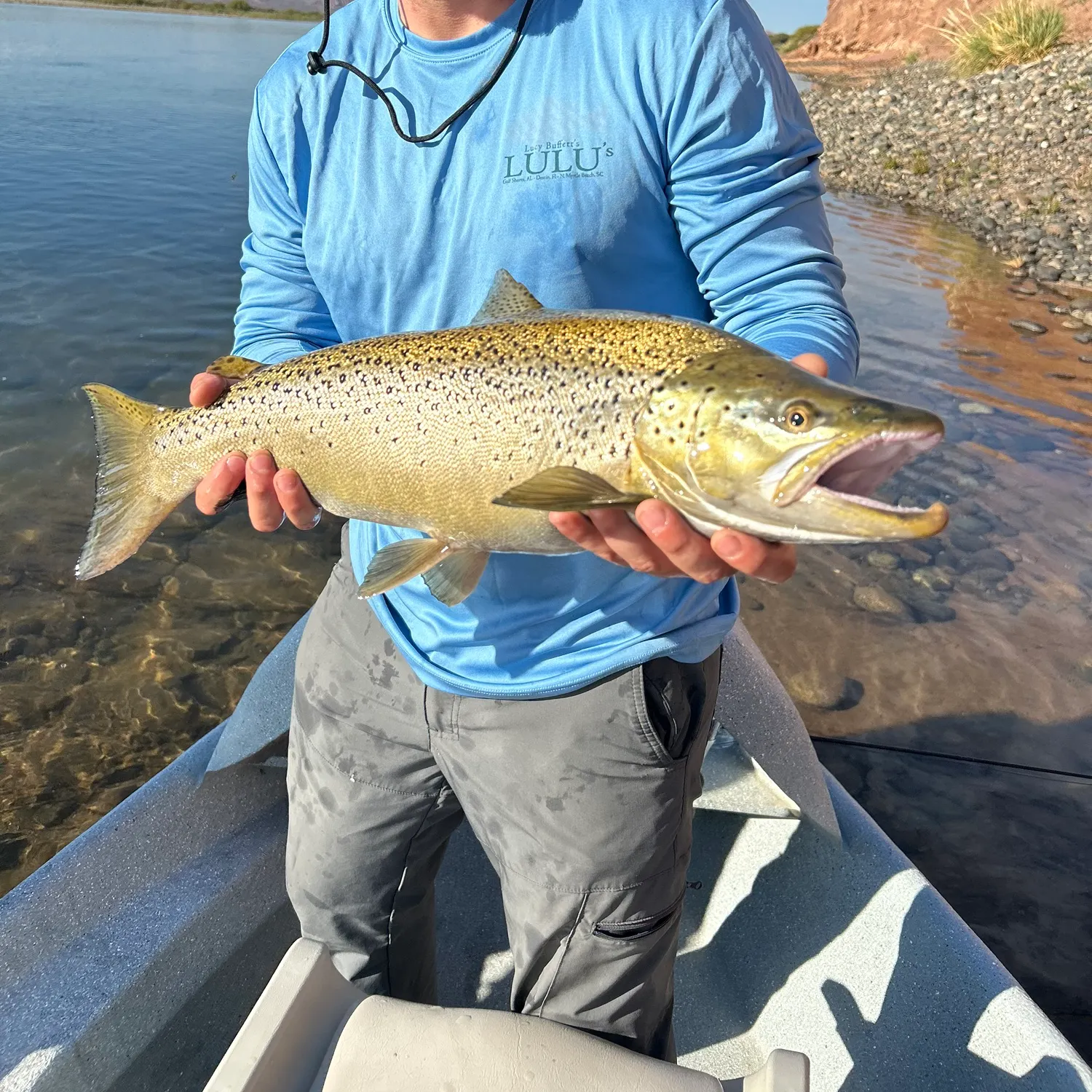 The most recent Brown trout catches on Fishbrain