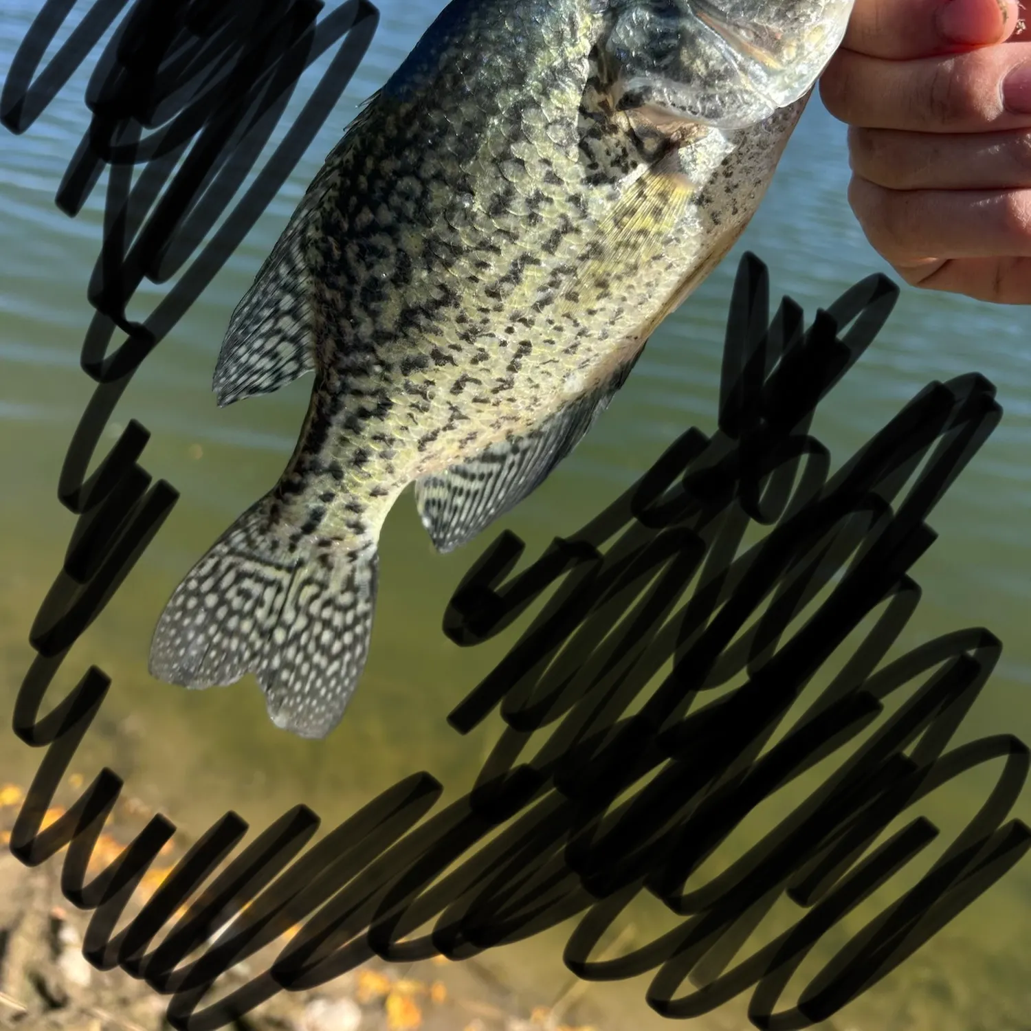 Black crappie caught on Fishbrain
