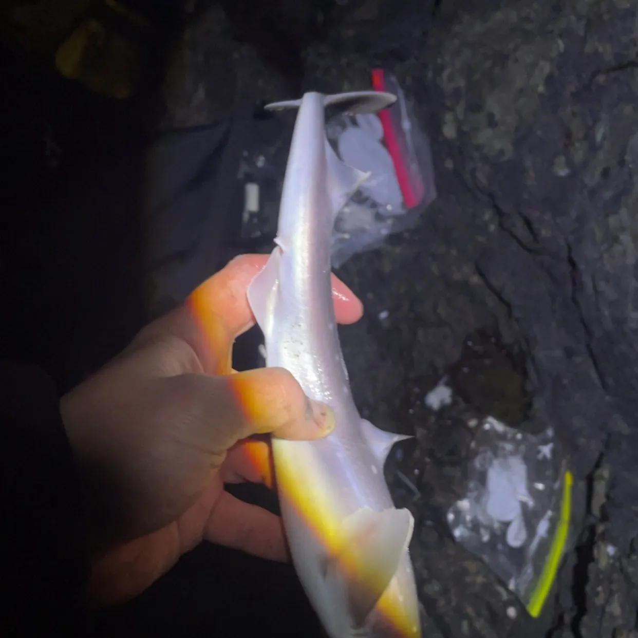 The most recent Piked dogfish catches on Fishbrain