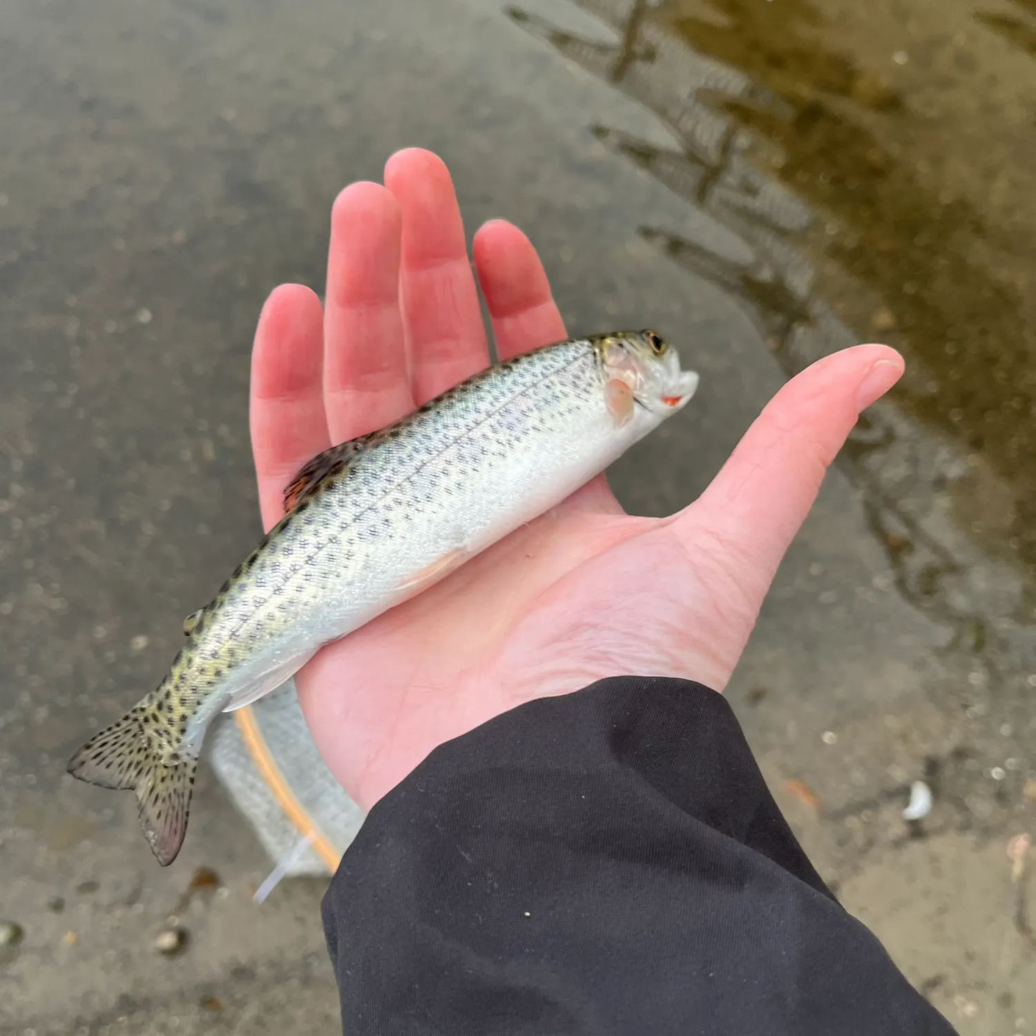 The most recent Coastal cutthroat trout catches on Fishbrain