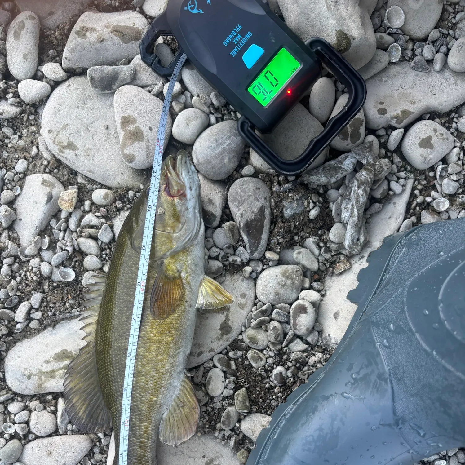 Smallmouth bass caught on Fishbrain