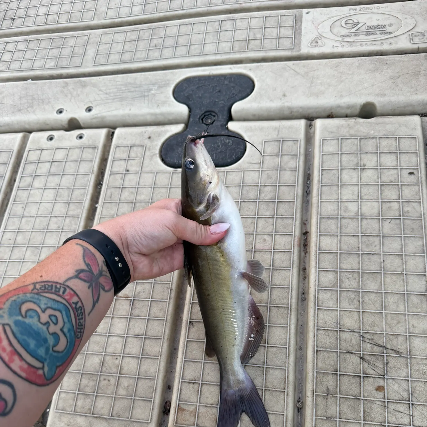 recently logged catches