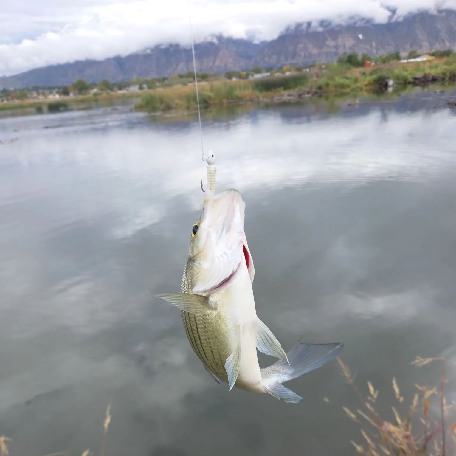 White bass caught on Fishbrain