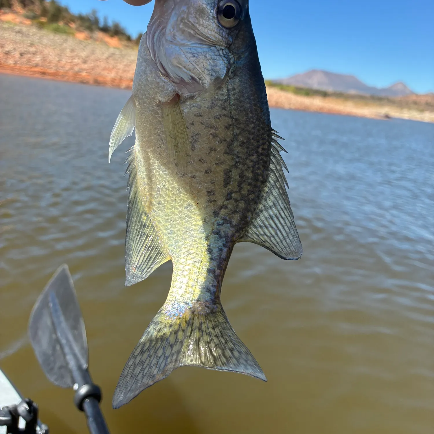 Black crappie caught on Fishbrain