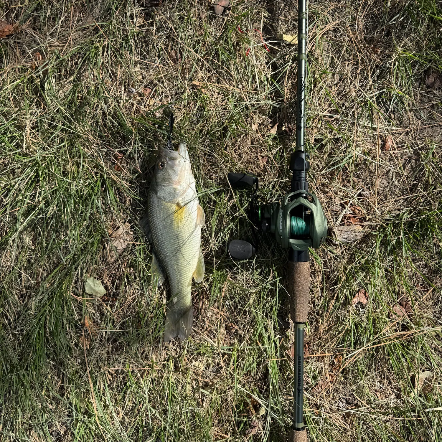 Largemouth bass caught on Fishbrain