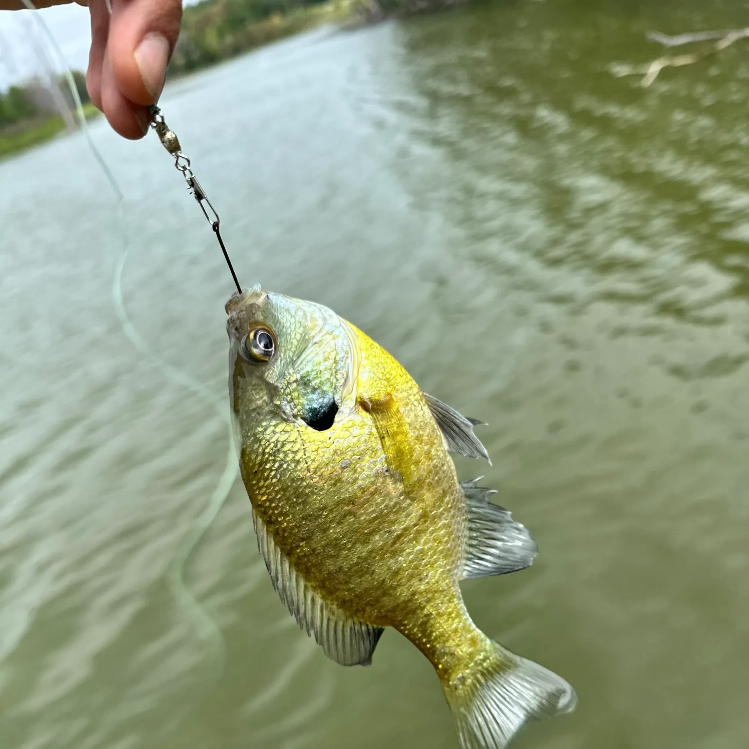 Bluegill caught on Fishbrain