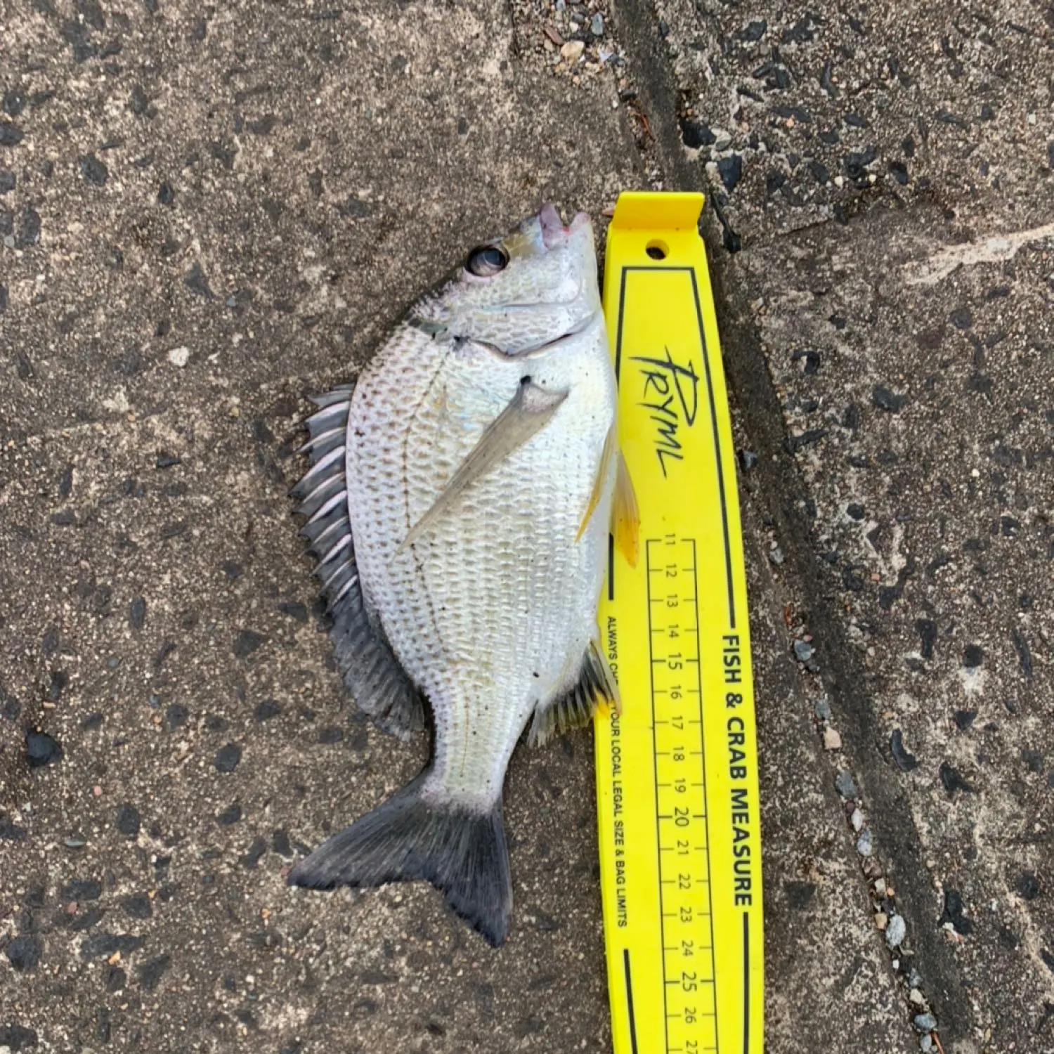 recently logged catches