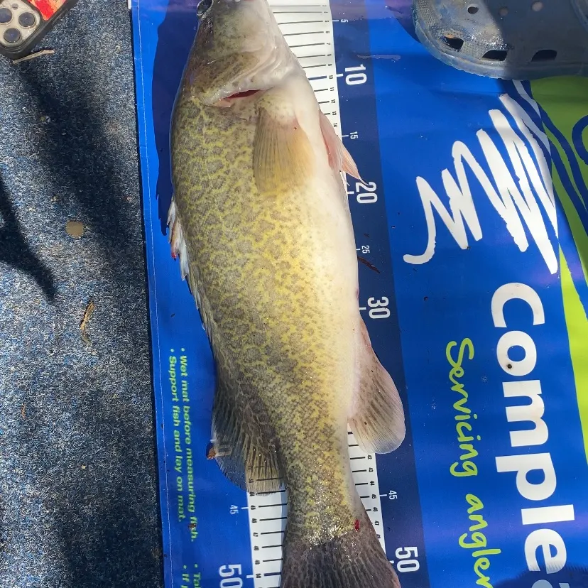 The most recent Murray cod catches on Fishbrain