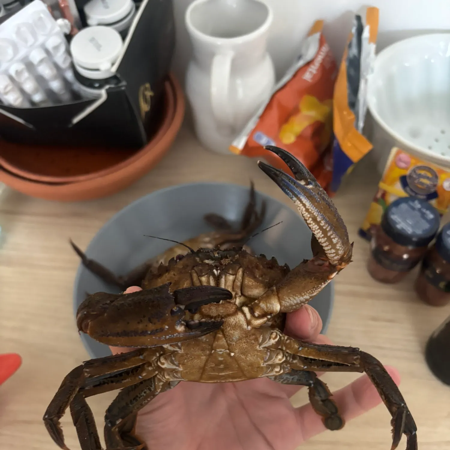 The most recent Green crab catches on Fishbrain