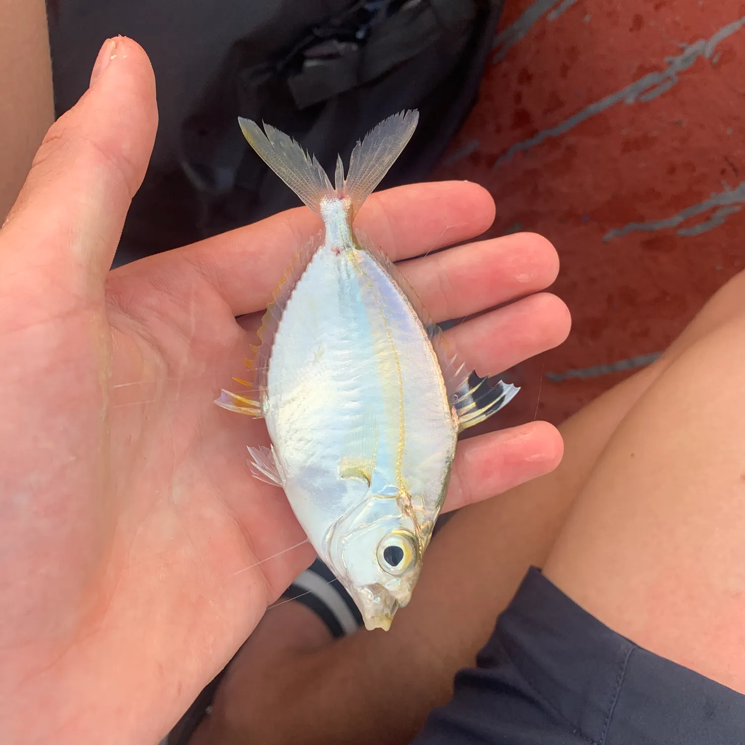 The most recent Goldstripe ponyfish catches on Fishbrain