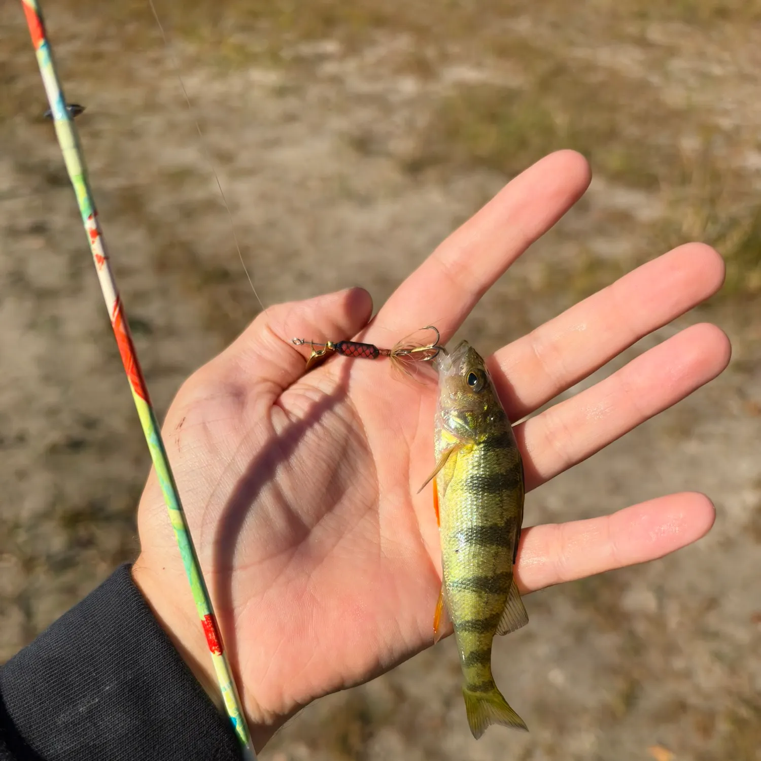 Yellow perch caught on Fishbrain