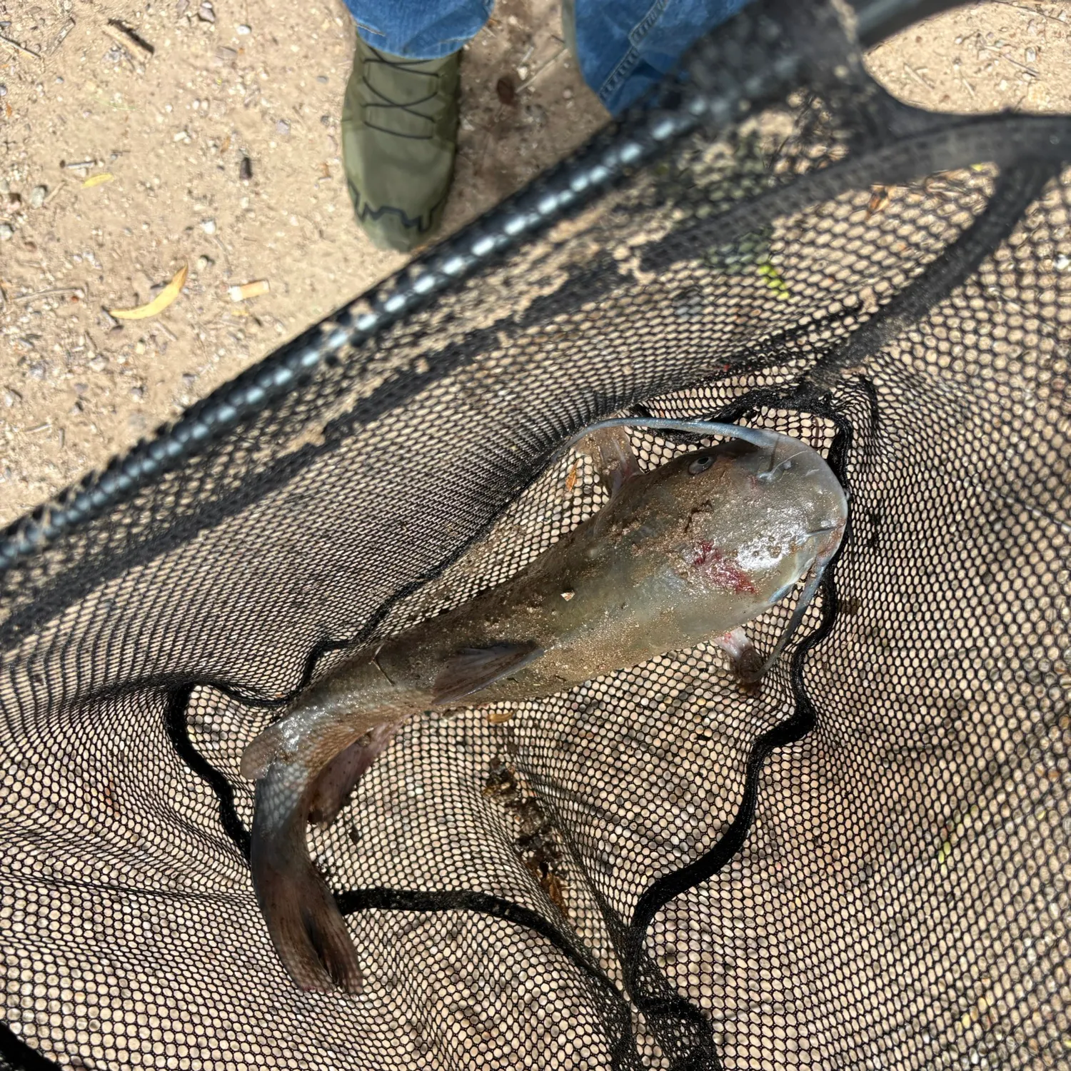 Channel catfish caught on Fishbrain