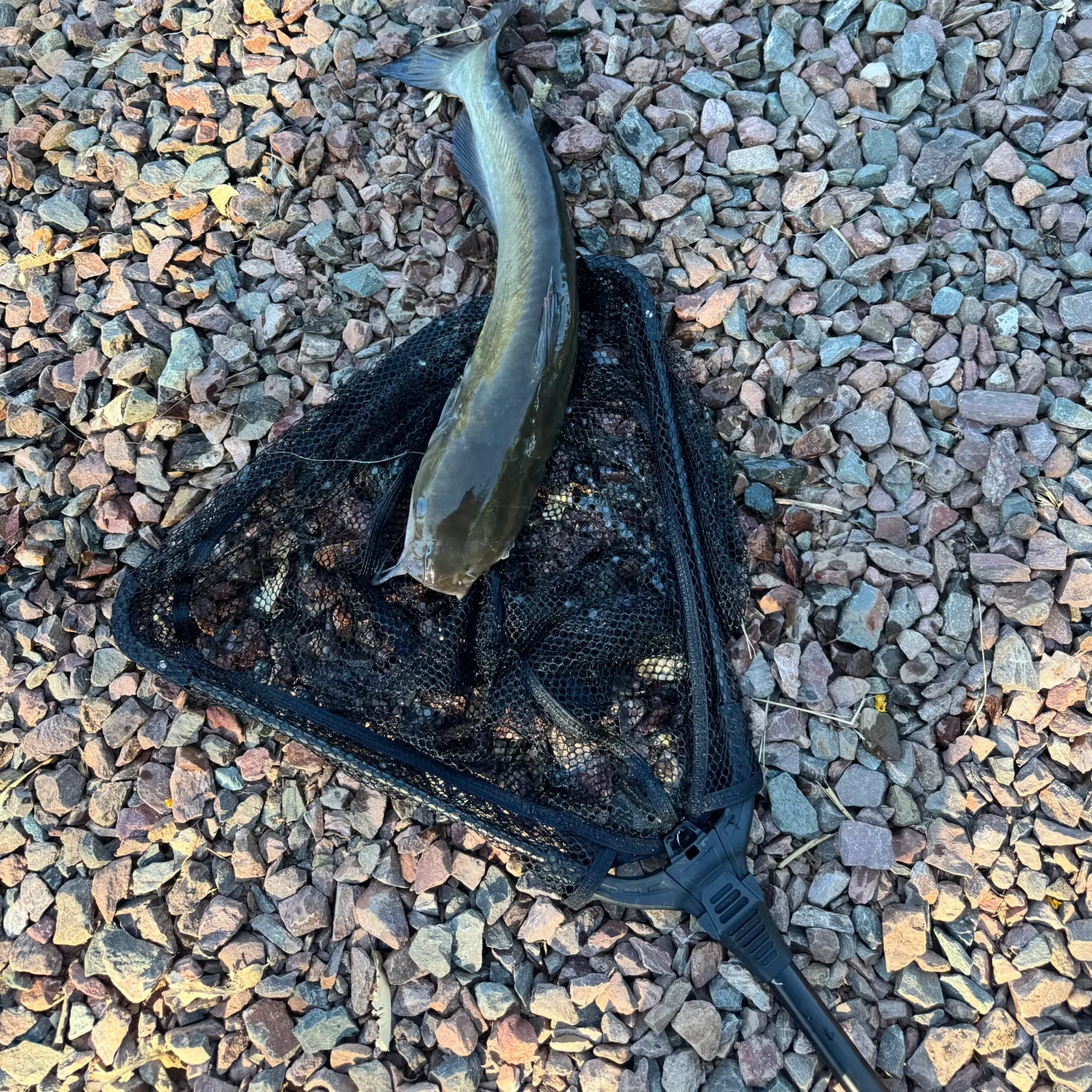 Channel catfish caught on Fishbrain