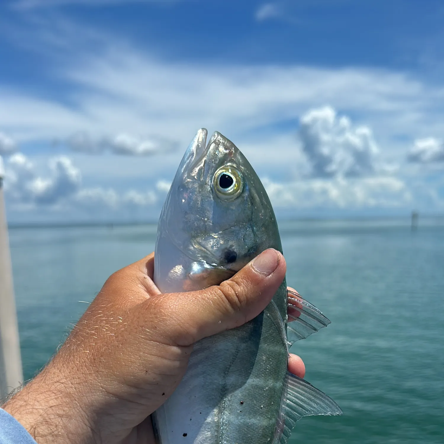 Blue runner caught on Fishbrain