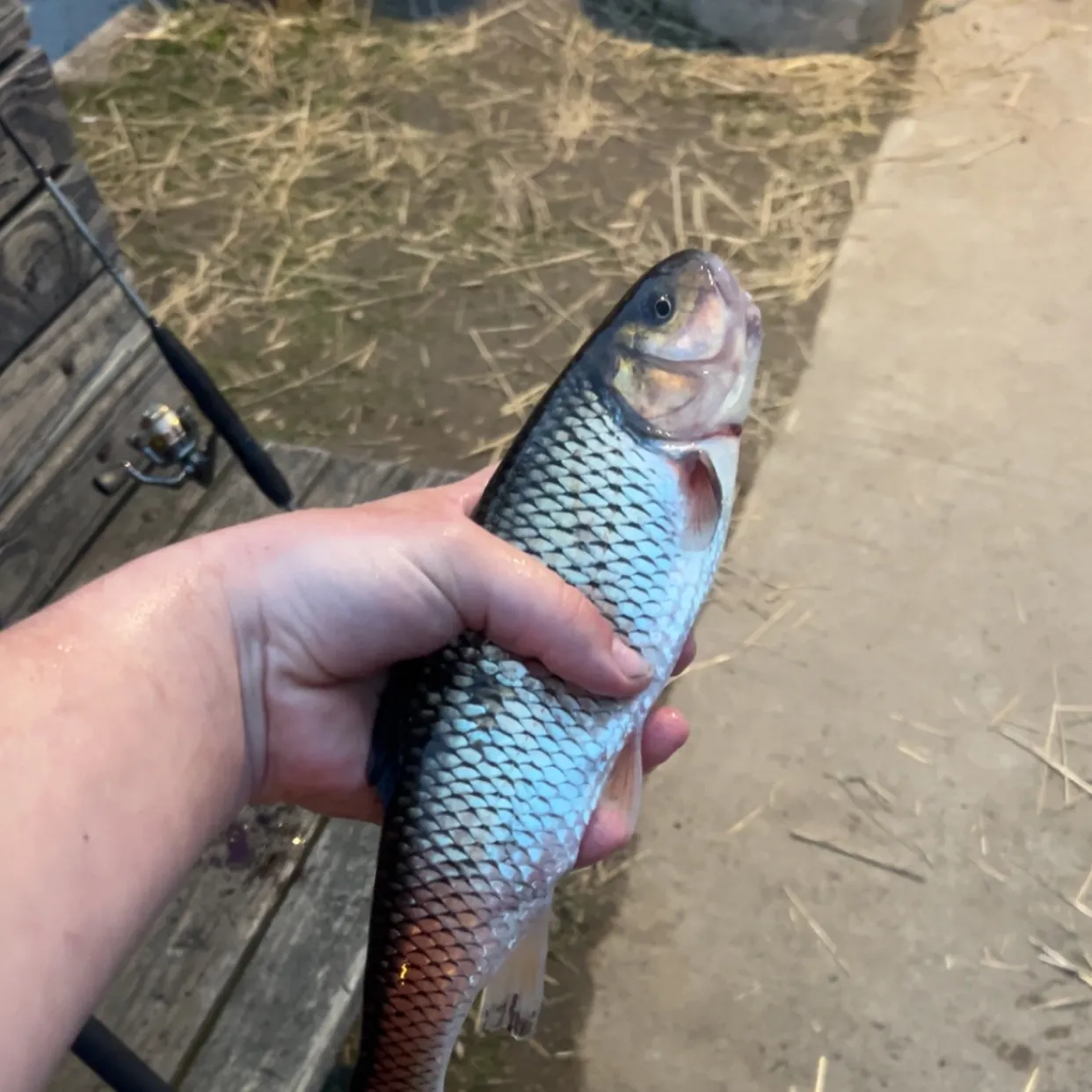 The most recent Fallfish catches on Fishbrain