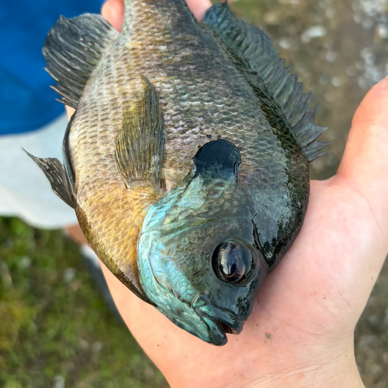 Bluegill caught on Fishbrain